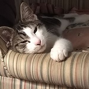 Meet your Posher, Cat